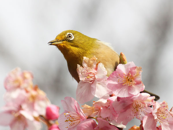 河津桜にメジロ 虫散歩