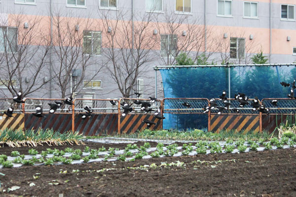 飛び立つ