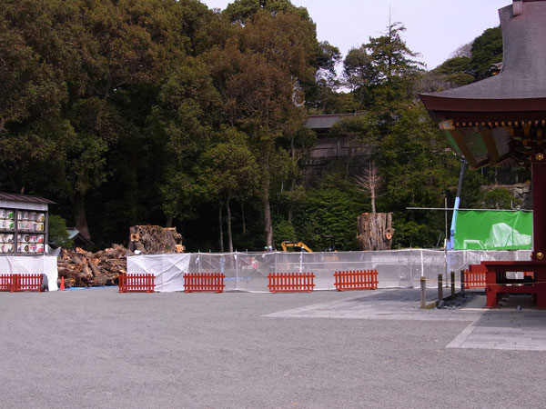 切断された大銀杏