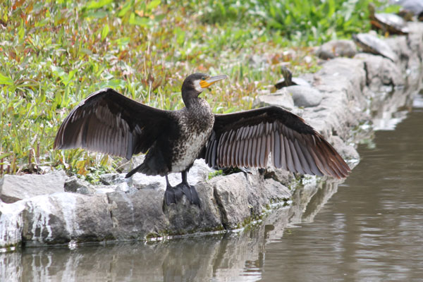 カワウ