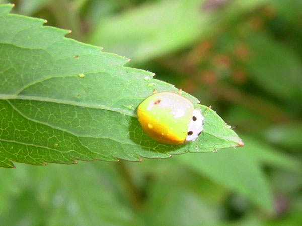 キイロテントウ