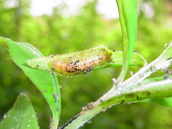 ヒラタアブの幼虫