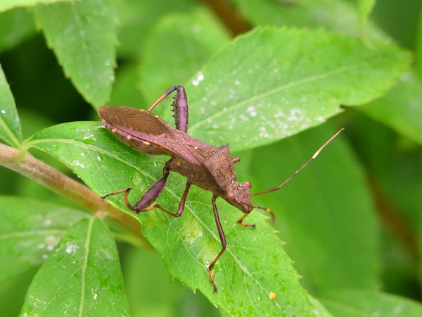 ホソヘリカメムシ