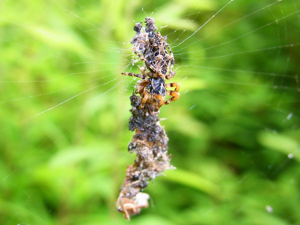 ゴミグモ♀