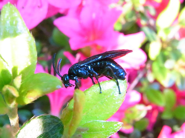 ルリチュウレンジ