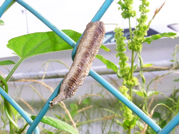 チョウセンカマキリの卵