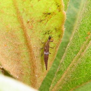 クサカゲロウの幼虫クサカゲロウの幼虫