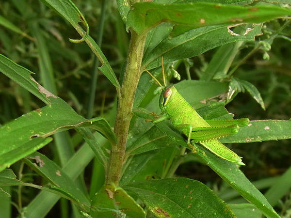 ツチイナゴ幼虫
