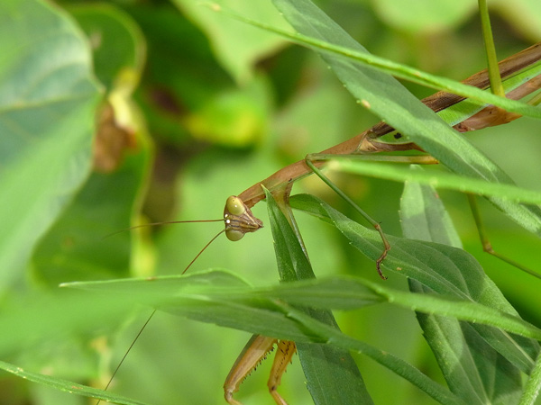 オオカマキリ