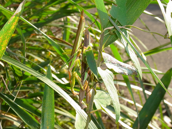 オオカマキリ