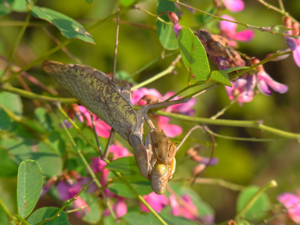 ハラビロカマキリ