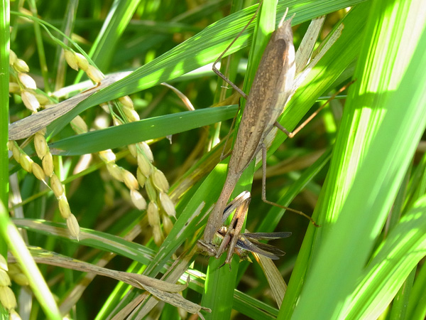 コカマキリ