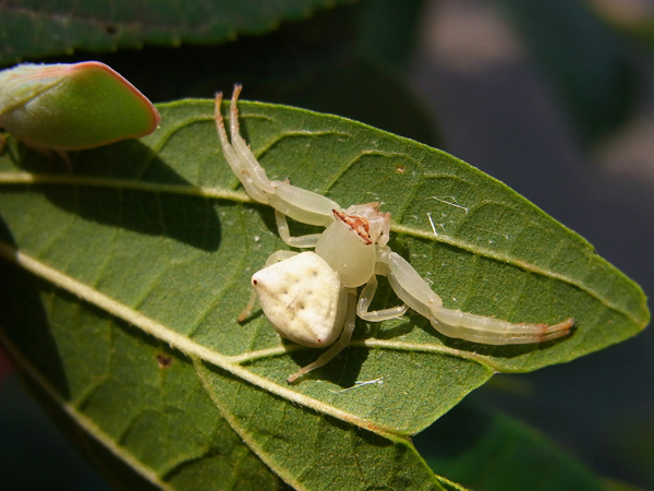 アズチグモ♀