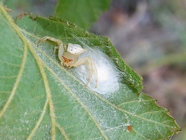 アズチグモ♀