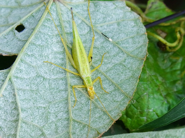 カンタン♀