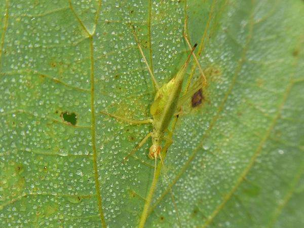 カンタン♀