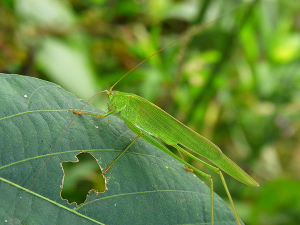 ツユムシ♀
