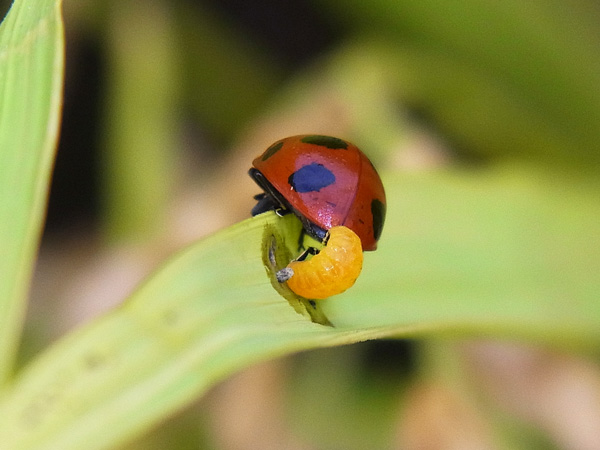 テントウムシと芋虫