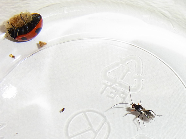 テントウムシと寄生蜂