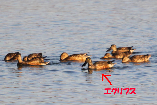 ハシビロガモ エクリプス