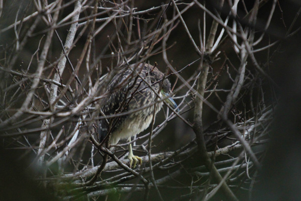 ゴイサギ幼鳥