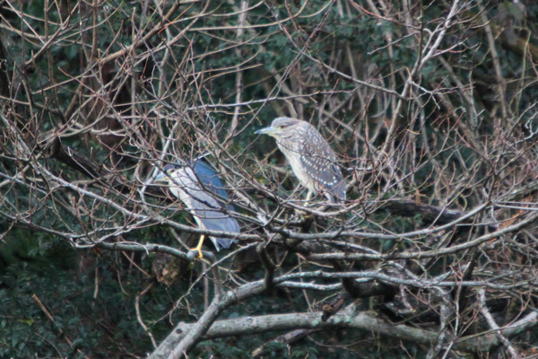 ゴイサギ幼鳥と成鳥