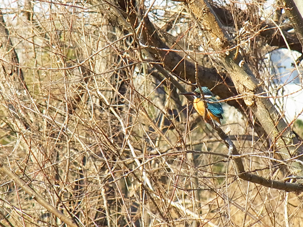 カワセミ♂