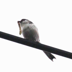 芋虫を捕ったエナガ