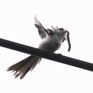 芋虫を捕ったエナガ