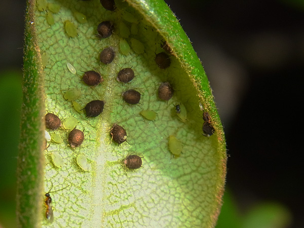 アブラムシの天敵 虫散歩