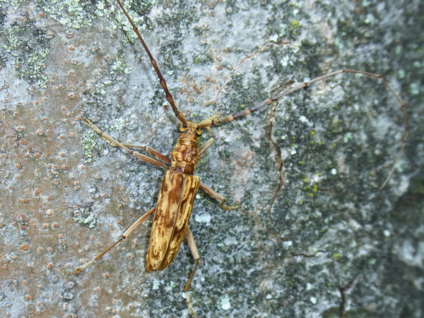 キマダラミヤマカミキリ
