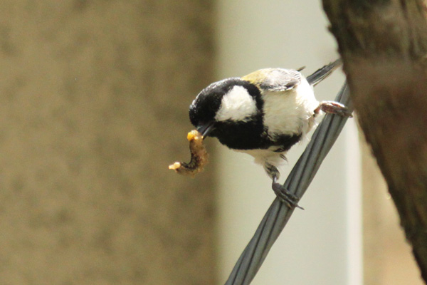 餌を運ぶシジュウカラ