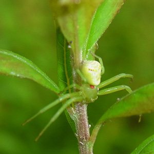 ハナグモ♀