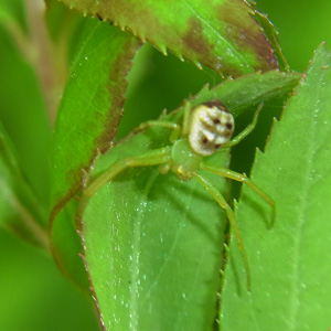 コハナグモ♀