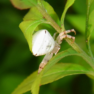 アズチグモ♀