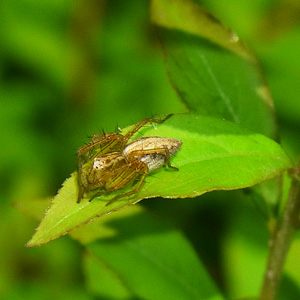 ササグモ♀
