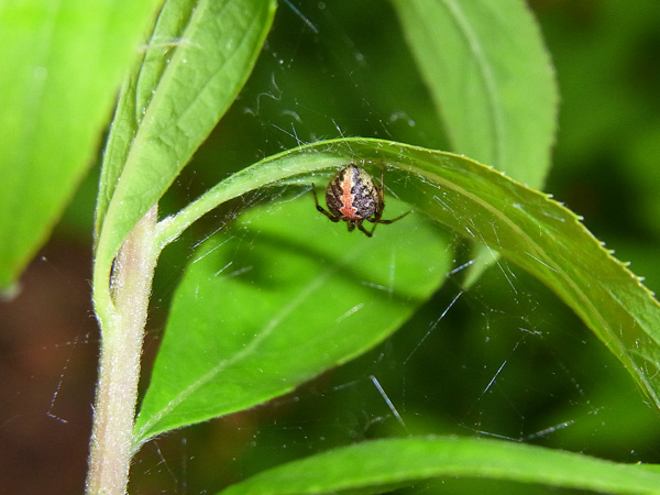 ムナグロヒメグモ♀