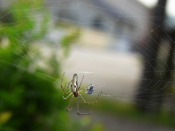 アシナガグモ♀