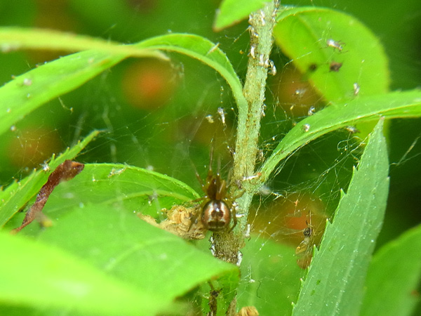 アシブトヒメグモ♀