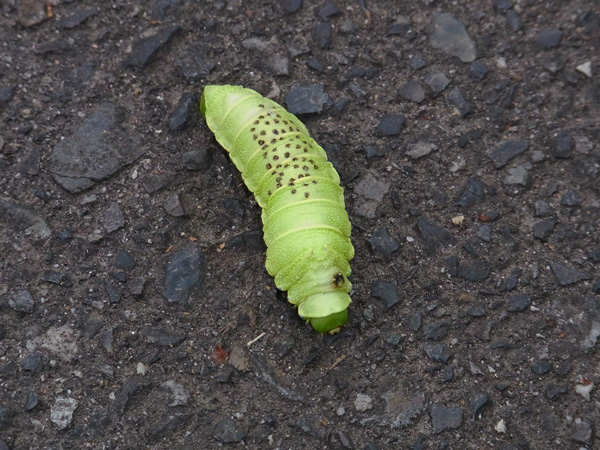 ウスタビガの幼虫?