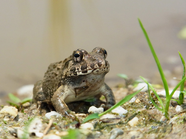 ヌマガエル
