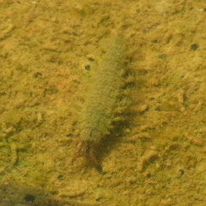 ヒメガムシ幼虫?