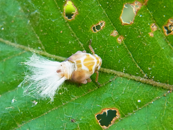 アミガサハゴロモ幼虫