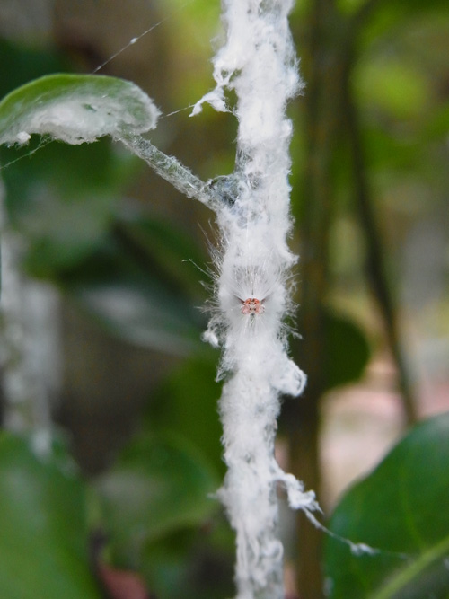 アミガサハゴロモ幼虫とアオバハゴロモ幼虫
