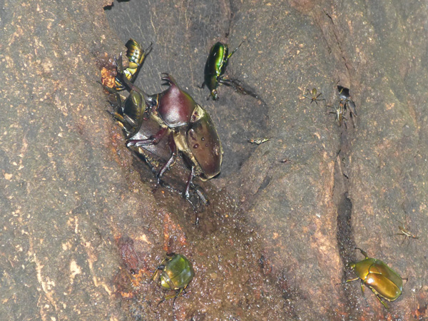 カブトムシたち