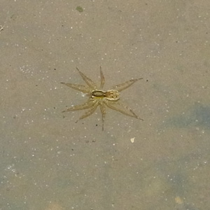 キクヅキコモリグモ