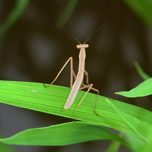 カマキリ