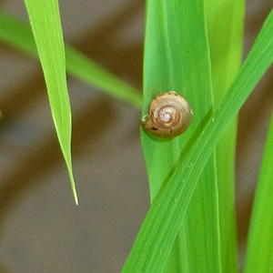 カタツムリ