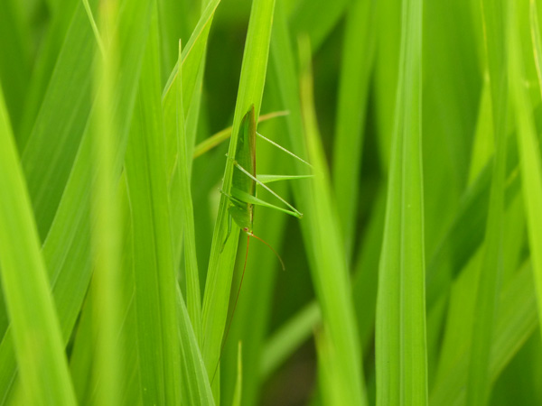 カマキリの仲間