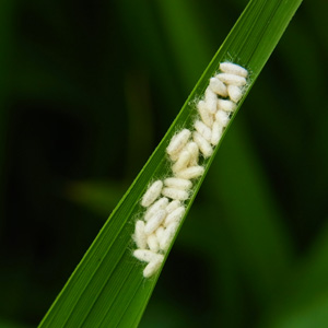 繭